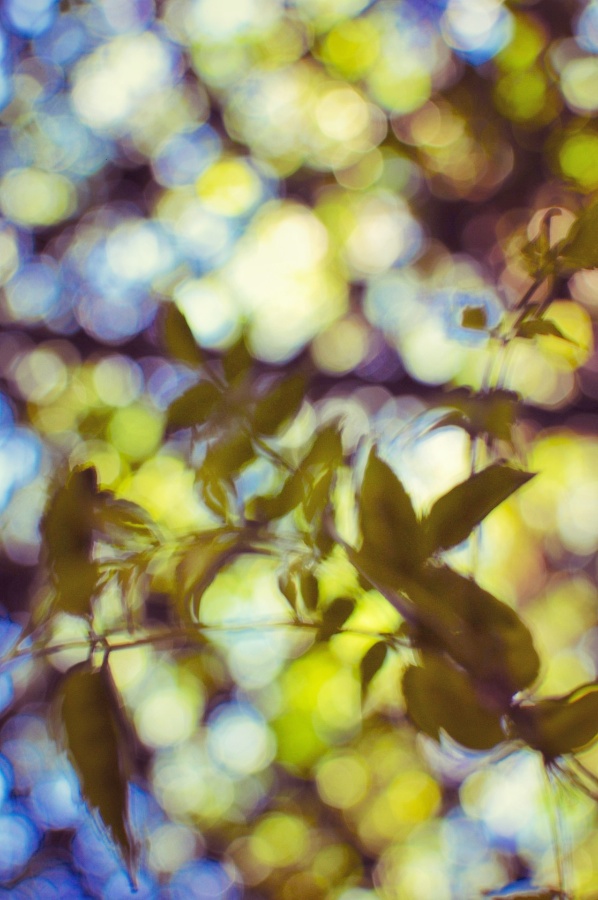 Leafs